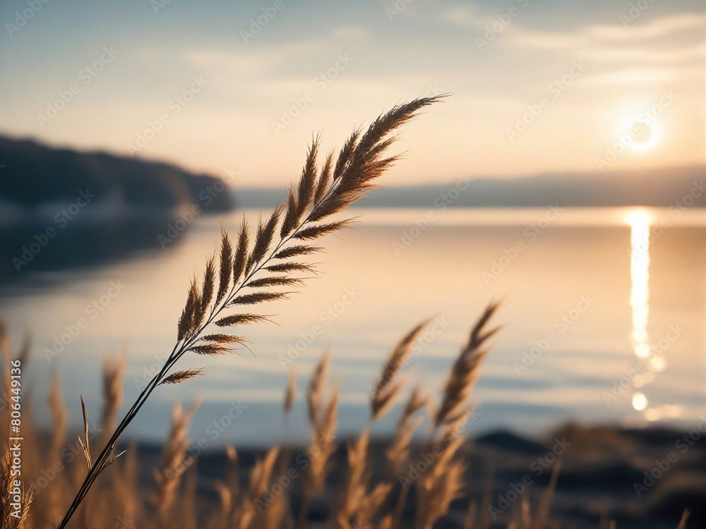 Fototapeta premium sunset in the grass