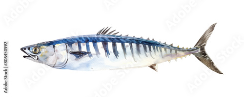 mackerel fish watercolor digital painting good quality