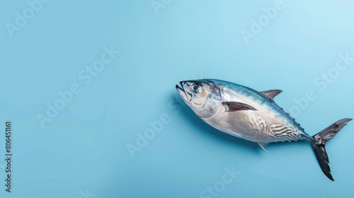 Single fresh tuna fish against blue background