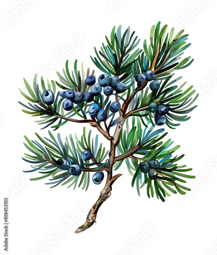 juniper watercolor digital painting good quality