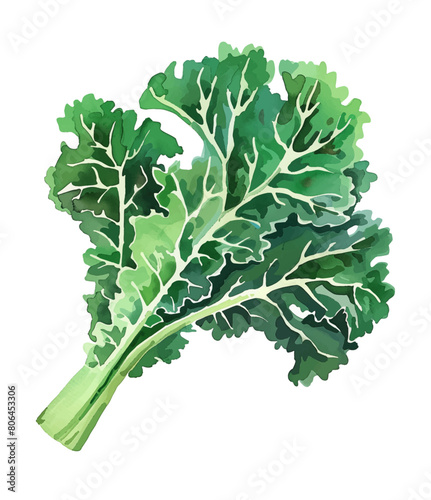 kale watercolor digital painting good quality