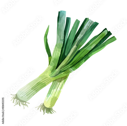 leek watercolor digital painting good quality