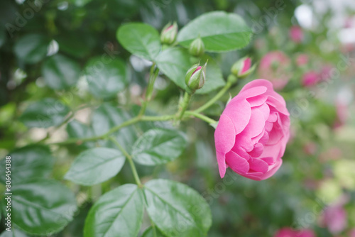 神戸岡本のバラ園のピンクの薔薇の花。背景をぼかしてふんわりと