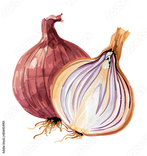 onion watercolor digital painting good quality