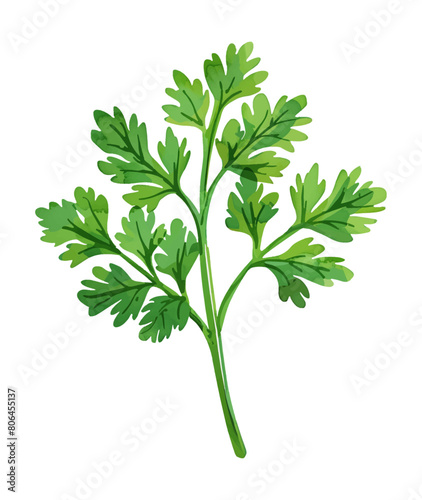 parsley leaf watercolor digital painting good quality