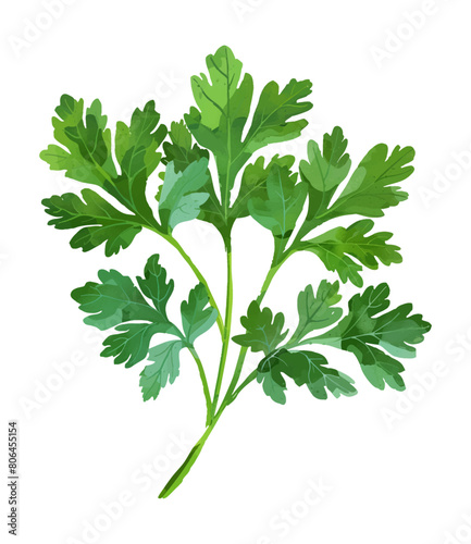 parsley leaf watercolor digital painting good quality