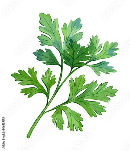 parsley leaf watercolor digital painting good quality