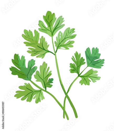 parsley leaf watercolor digital painting good quality