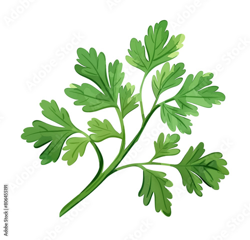 parsley leaf watercolor digital painting good quality