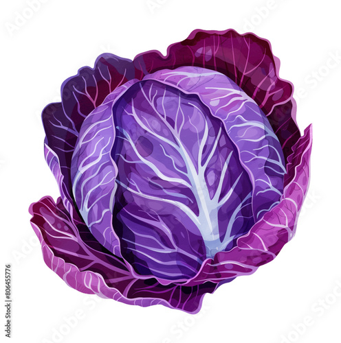 purple cabbage watercolor digital painting good quality