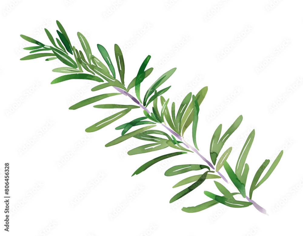rosemary watercolor digital painting good quality