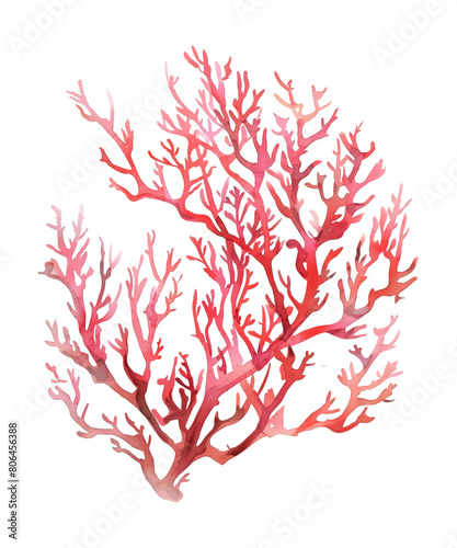 seaweed red watercolor digital painting good quality