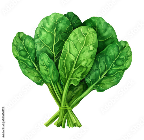 spinach watercolor digital painting good quality