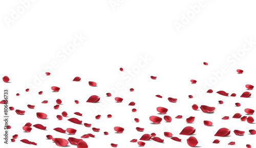 Falling Rose petals Vector illustration. Red rose petals on fake transparent