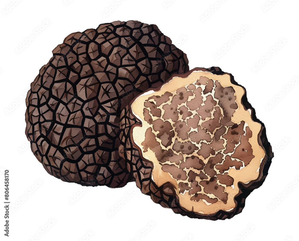 truffle watercolor digital painting good quality truffle watercolor digital painting good quality