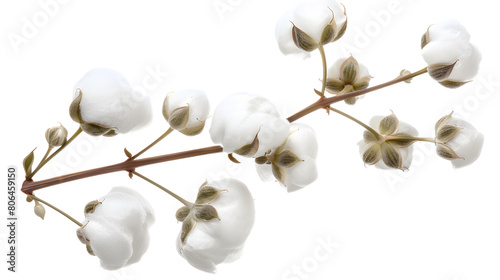 Cotton flower isolated on white background, clipping path, full depth of field 