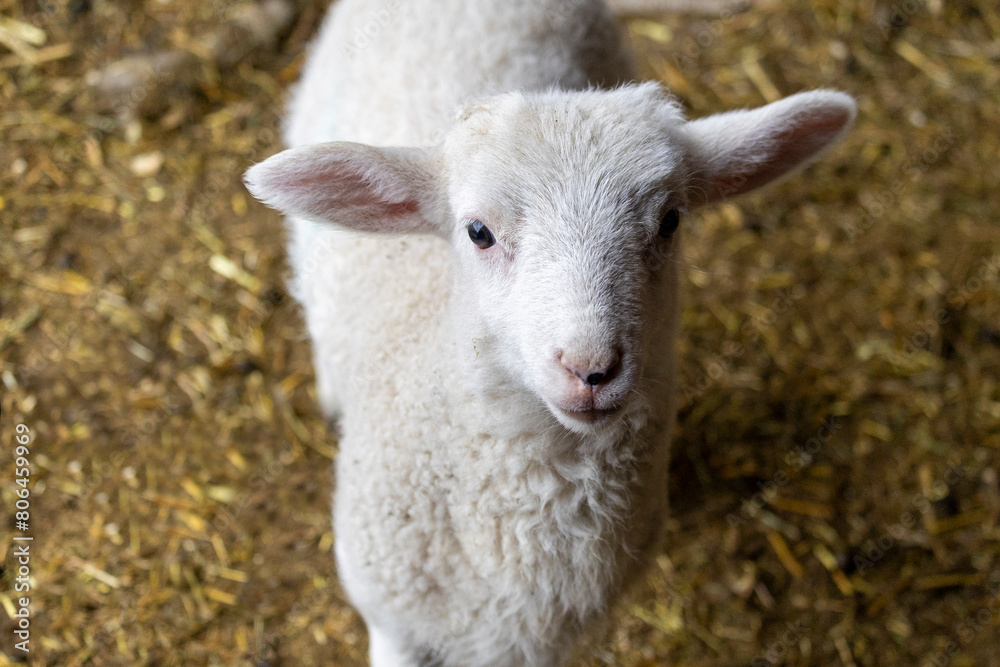 Springtime rural scene on a sheep farm of one white baby lamb looking up at the camera while standing on yellow straw.