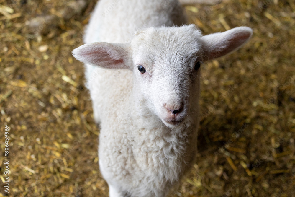 Springtime rural scene on a sheep farm of one white baby lamb looking up at the camera while standing on yellow straw. Springtime rural scene on a sheep farm of one white baby lamb looking up at the camera while standing on yellow straw.