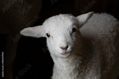 Springtime rural scene on a sheep farm in the countryside of one white baby lamb staring at the camera on a plain black background with copy space and no people.