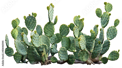 group of green opuntia cactus tree, isolated on white background, PNG, cutout, or clipping path. interior or garden design elements © Ziyan Yang