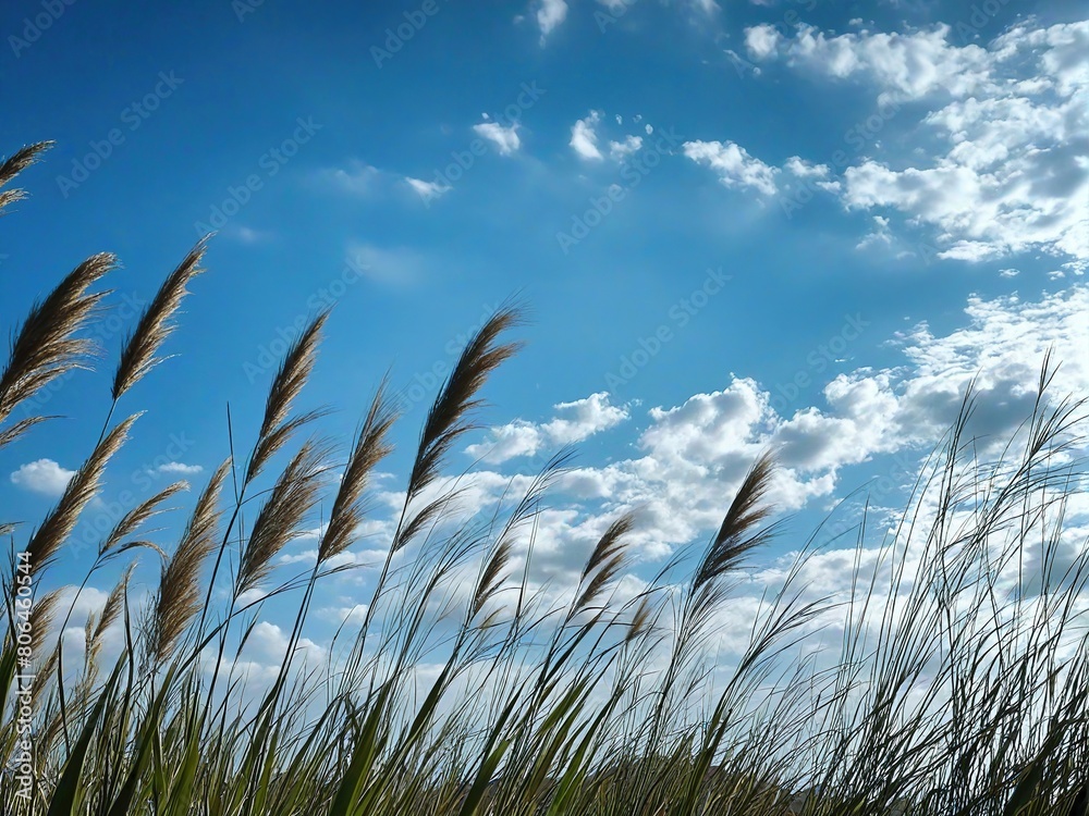 Obraz premium grass and sky