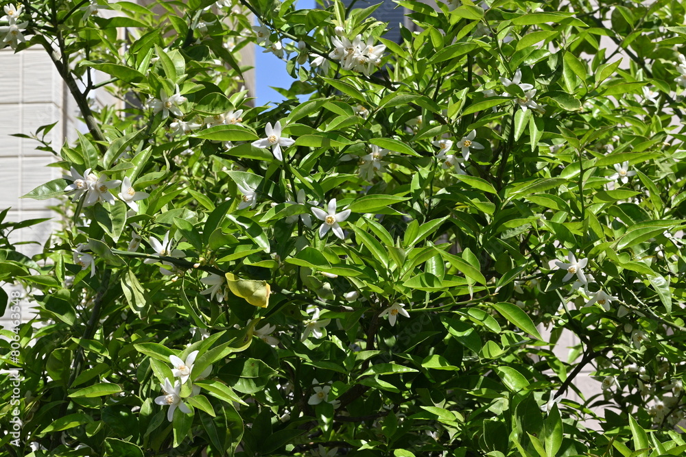 Yuzu (Citrus junos) blossoms.Five-petaled fragrant white flowers bloom in early summer. The peel is used to flavor Japanese dishes. Yuzu (Citrus junos) blossoms.Five-petaled fragrant white flowers bloom in early summer. The peel is used to flavor Japanese dishes.