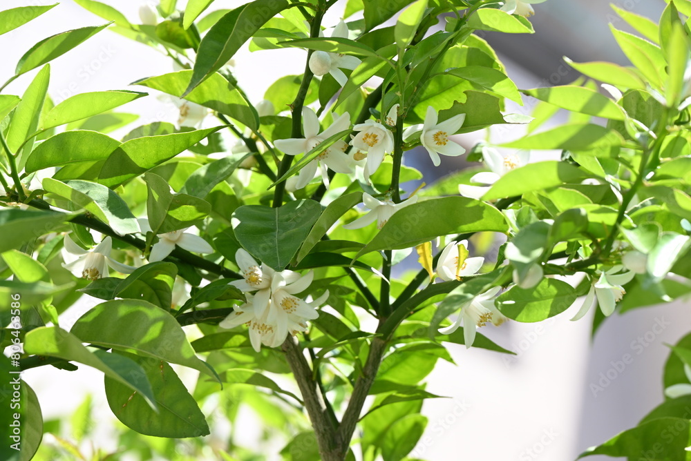 Obraz premium Yuzu (Citrus junos) blossoms.Five-petaled fragrant white flowers bloom in early summer. The peel is used to flavor Japanese dishes.