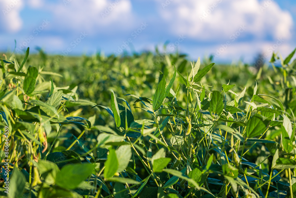 Soybean field in a sunny day. Agricultural scene. Soybean field in a sunny day. Agricultural scene.
