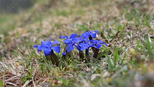 The short leaf gentian (Gentiana brachyphylla) in the spring wind photo