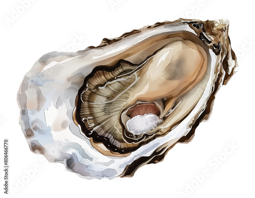 oyster watercolor digital painting good quality
