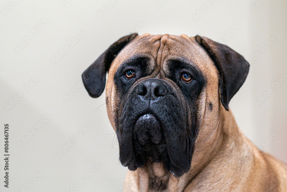 2023-13-31 PORTRAIT OF A LARGE FAWN COLORED BULL MASTIFF WITH A DARK MASK AND BRIGHT EYES ON A LIGHT GRAY BACKGROUND ON MERCER ISLAND WASHINGTON