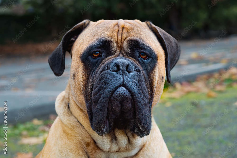 2023-13-31 A CLOSE UP PORTRAIT OF A FAWN COLORED BULLMASTIFF LOOKING STRAIGHT ON WITH BRIGHT EYES AND A BLURRY BACKGROUND A ALERT LOOK ON HER FACE WITH NICE EYES ON MERCER ISLAND WASHINGTON