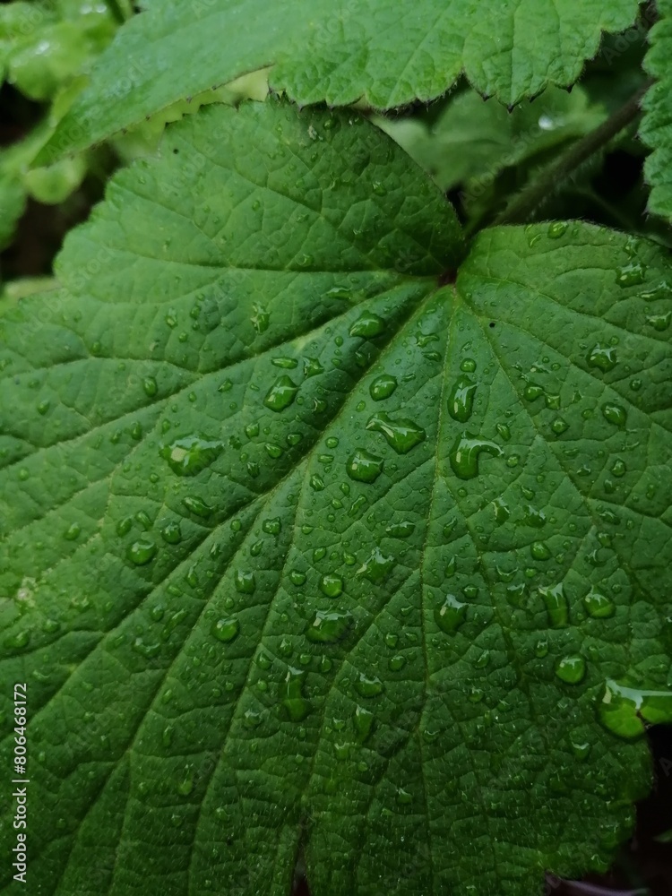 水玉 水玉