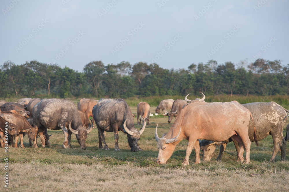 Buffalo in the grassland in rural Thailand