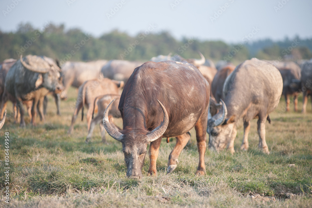 Obraz premium Buffalo in the grassland in rural Thailand