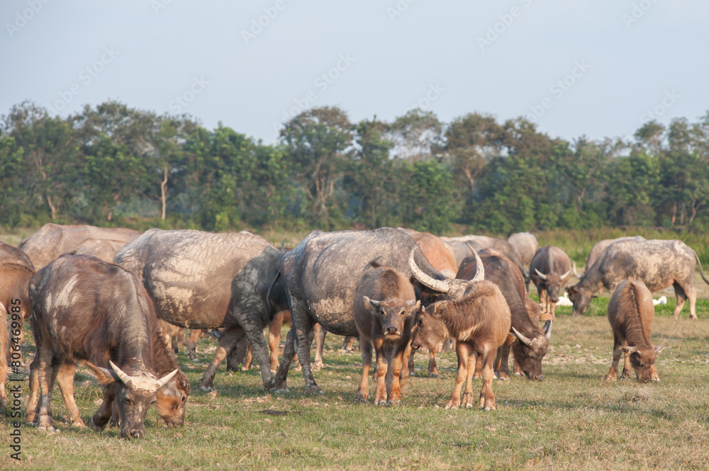 Buffalo in the grassland in rural Thailand
