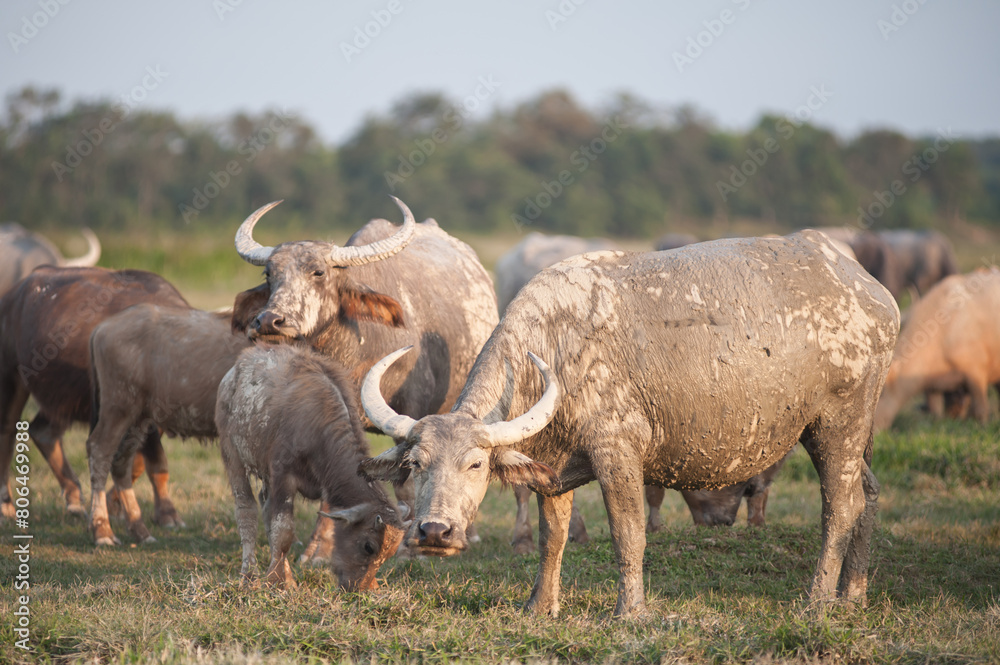 Obraz premium Buffalo in the grassland in rural Thailand