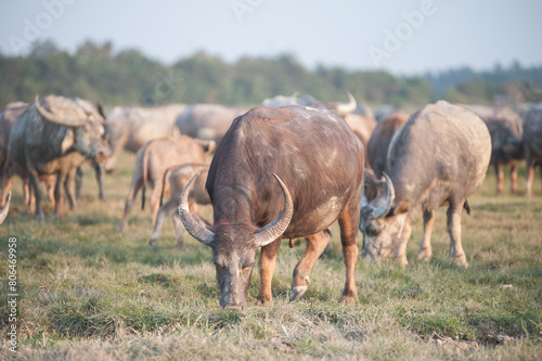 Buffalo in the grassland in rural Thailand