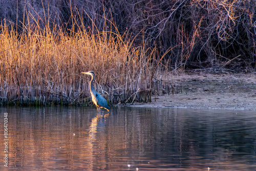  Great Blue at Dawn