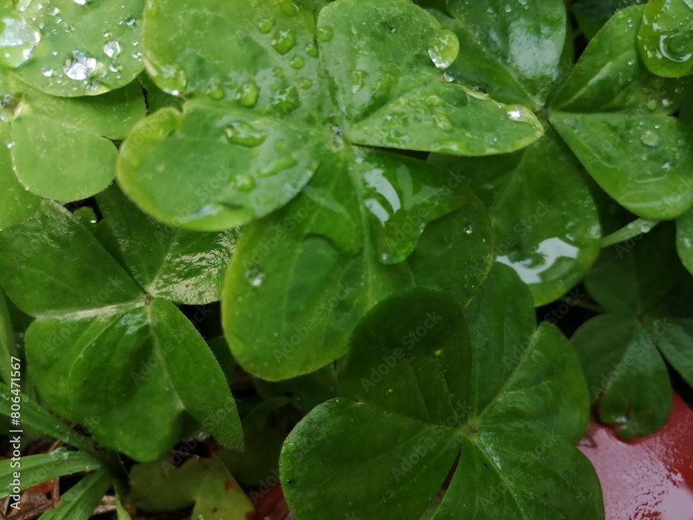 水玉 水玉