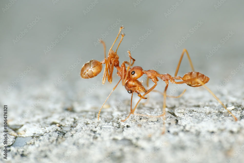 Weaver ants are highly territorial and workers aggressively defend their territories against intruders