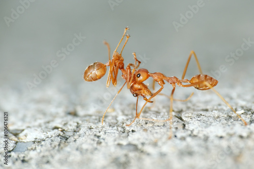 Weaver ants are highly territorial and workers aggressively defend their territories against intruders © taffpixture
