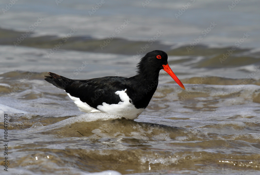 Australian Pied Oystercatcher bird standing in shallow water at a beach Australian Pied Oystercatcher bird standing in shallow water at a beach