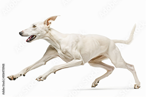 White Greyhound in full sprint, elegant and swift, capturing the essence of speed and grace on a clean white background.
