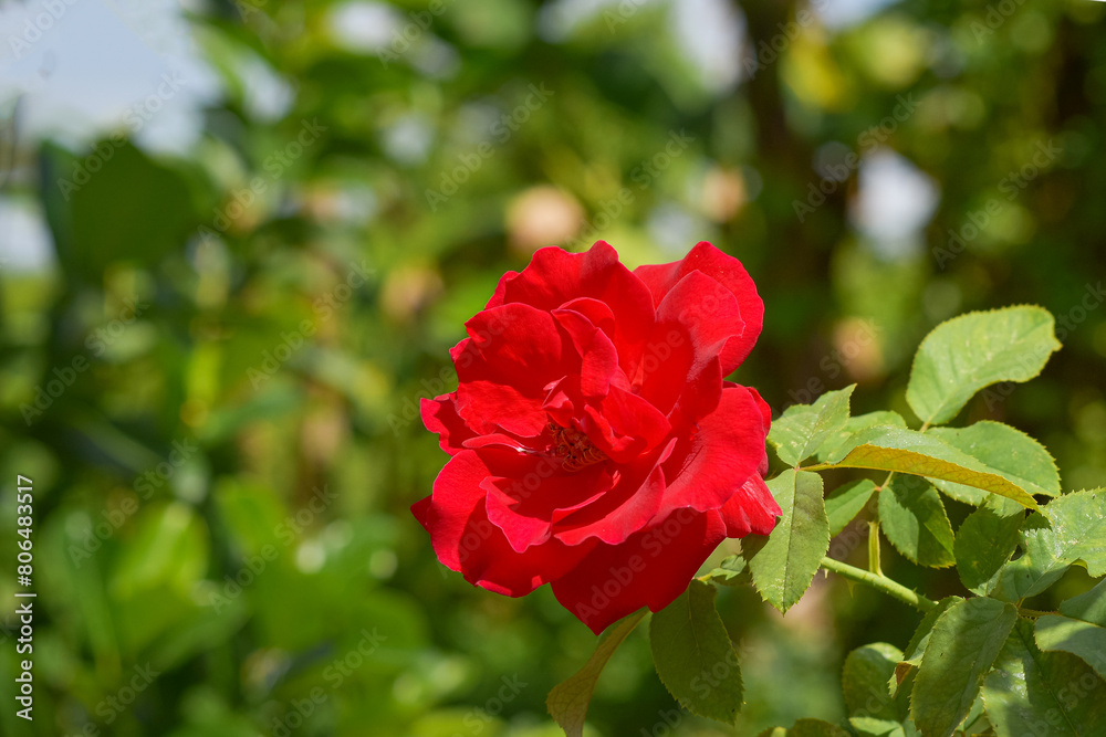 Red rose blooming in the garden, beautiful rose flower