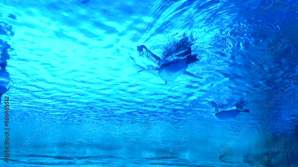 Low angle shot of Humboldt Penguins swimming freely underwater. Spheniscus Humboldti. 4K Low angle shot of Humboldt Penguins swimming freely underwater. Spheniscus Humboldti. 4K