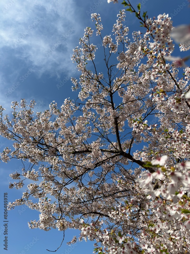Cherry Blossom, Sakura, Blossom, Bloom, Flower, Tree, Nature, Outdoors, Landscape, Seasonal, Japan, Tokyo, Toronto, Canada, Asia, North America, Urban, Pink, Beautiful, Colorful, Vibrant, Soft, Delica Cherry Blossom, Sakura, Blossom, Bloom, Flower, Tree, Nature, Outdoors, Landscape, Seasonal, Japan, Tokyo, Toronto, Canada, Asia, North America, Urban, Pink, Beautiful, Colorful, Vibrant, Soft, Delica