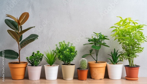 壁沿いに鉢植えの植物がたくさん並んでいる家庭菜園のコンセプト