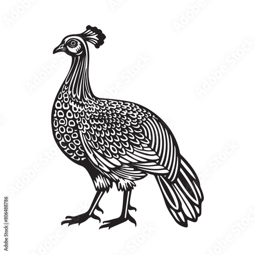 Guinea Fowl Vector Art, Icons, and Graphics isolated on white