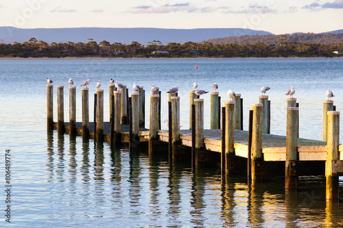 A group of seagulls rest on the poles of a small boat landing - Swansea, Tasmania, Australia
